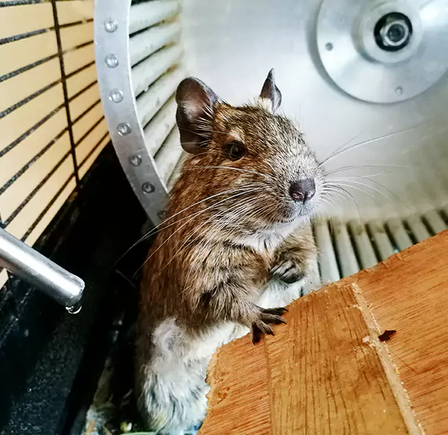 Why Homeowners & Businesses Trust Us Apple Valley, CA?